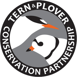 Tern and Plover